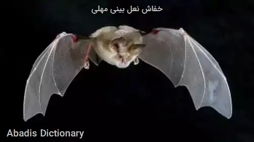 خفاش نعل بینی مهلی